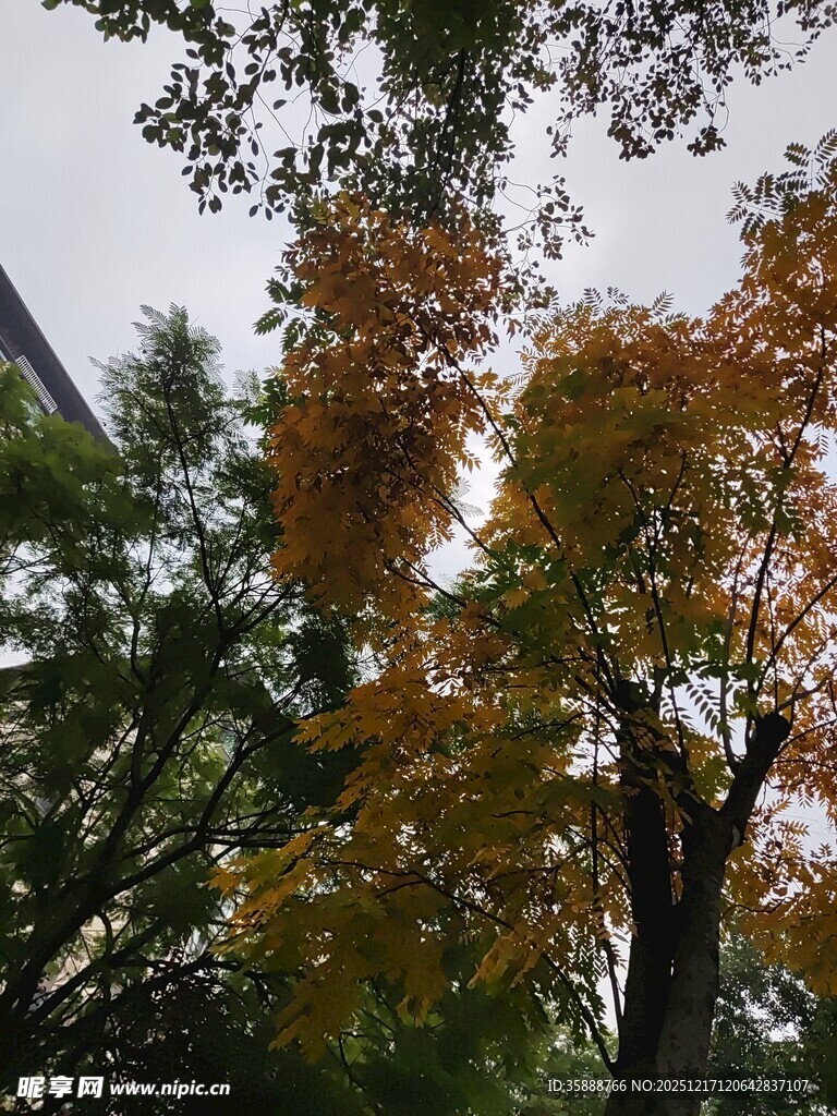 秋日斑斓树冠美景