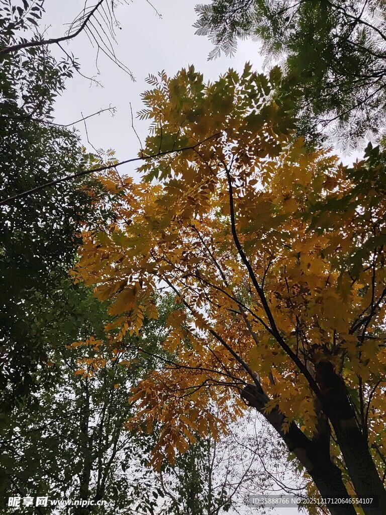 秋日林间斑斓树木景色