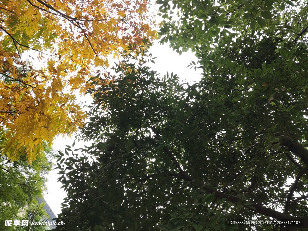 秋日斑斓树梢景象