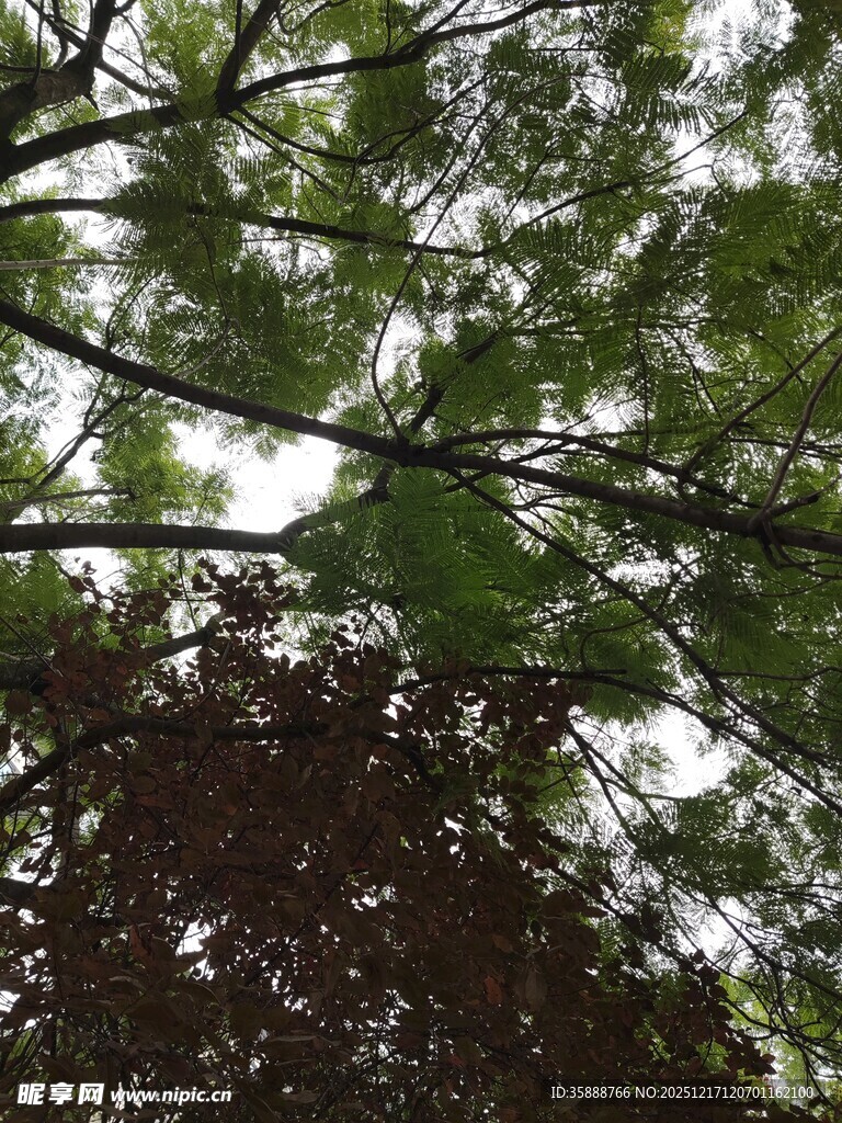 繁茂枝叶下的天空一角