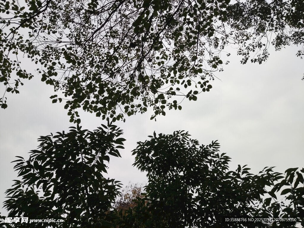 仰视繁茂树木枝叶