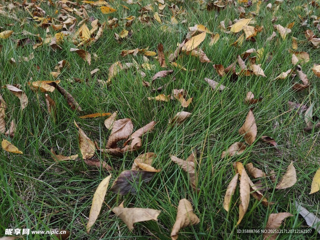 草地间散落的枯黄叶片