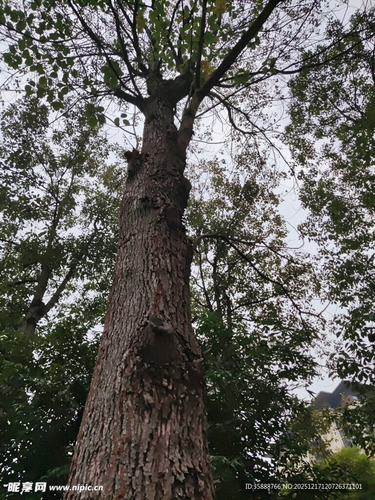 高大挺拔的古老树木