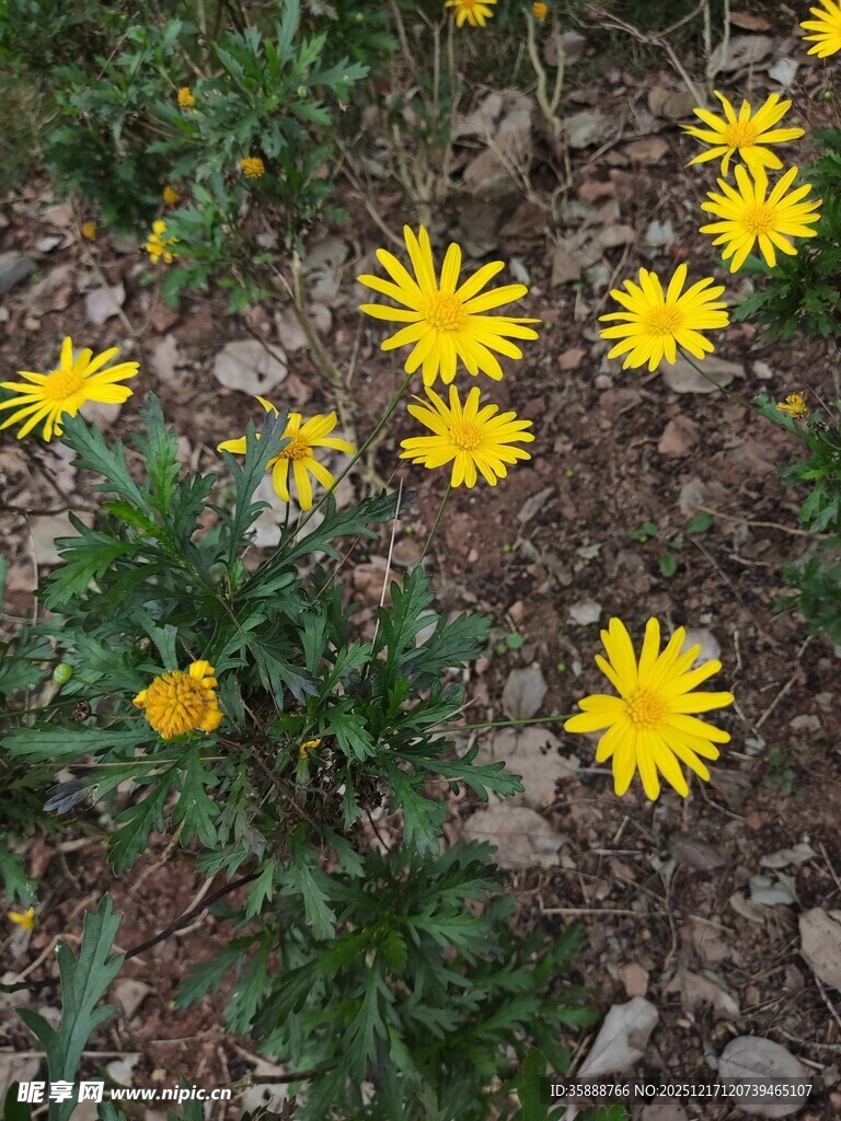 地面绽放的黄色小花