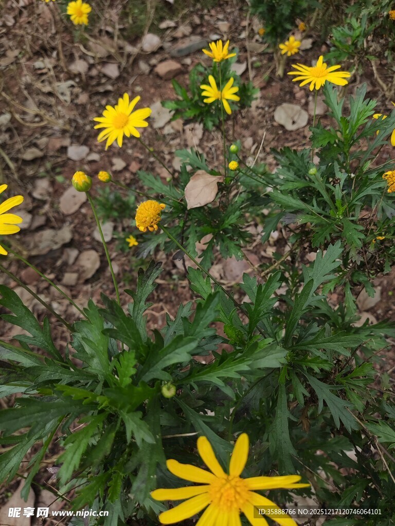 石缝间绽放的黄色小花