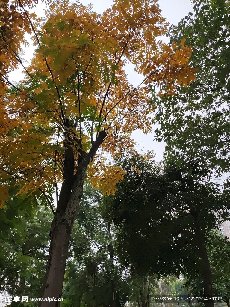 秋日树林中的斑斓树木