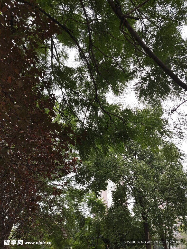 仰视葱郁繁茂的树冠