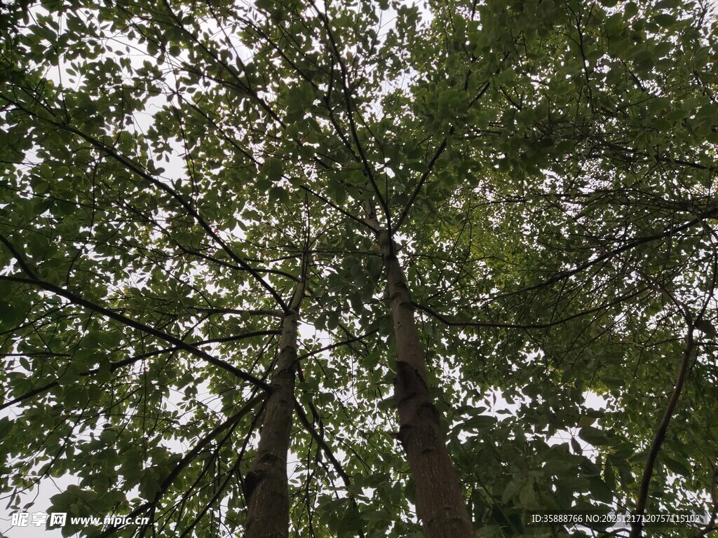 仰视茂密树林树冠