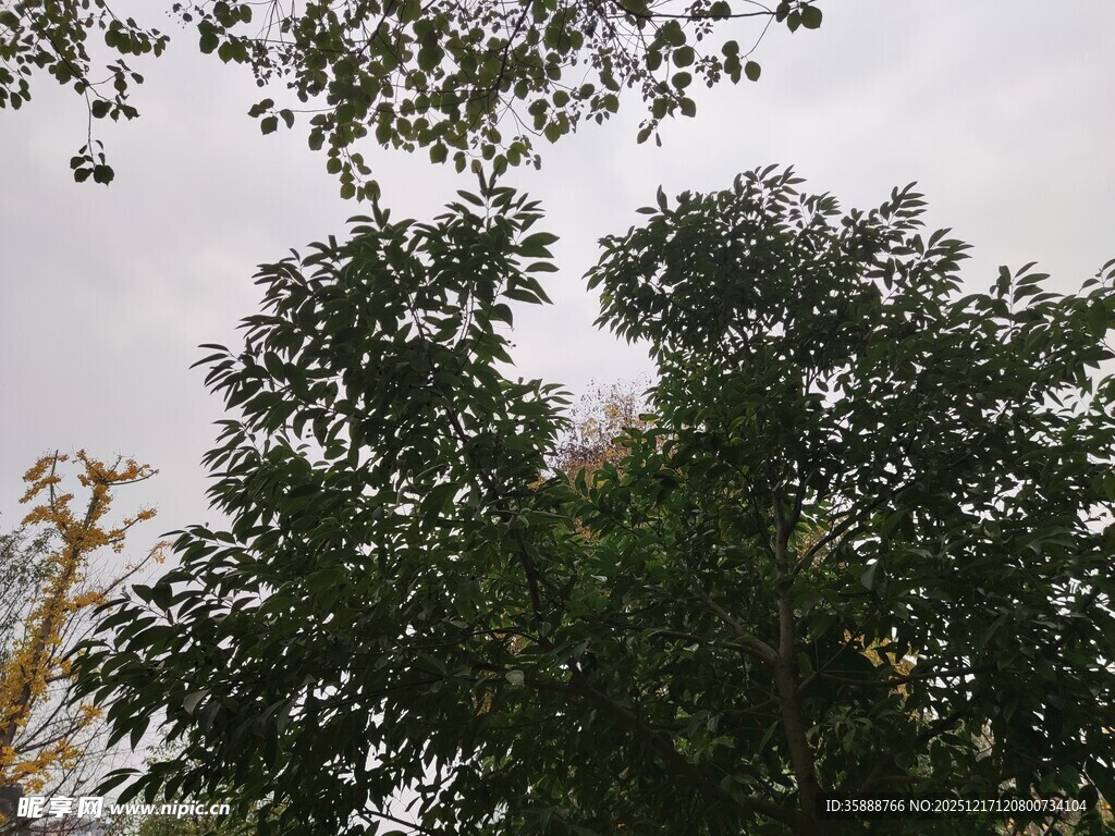 繁茂绿树展现自然生机