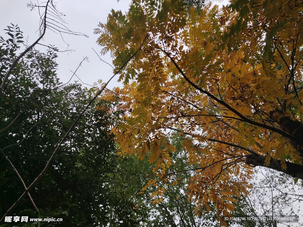 秋日黄叶与绿树相映