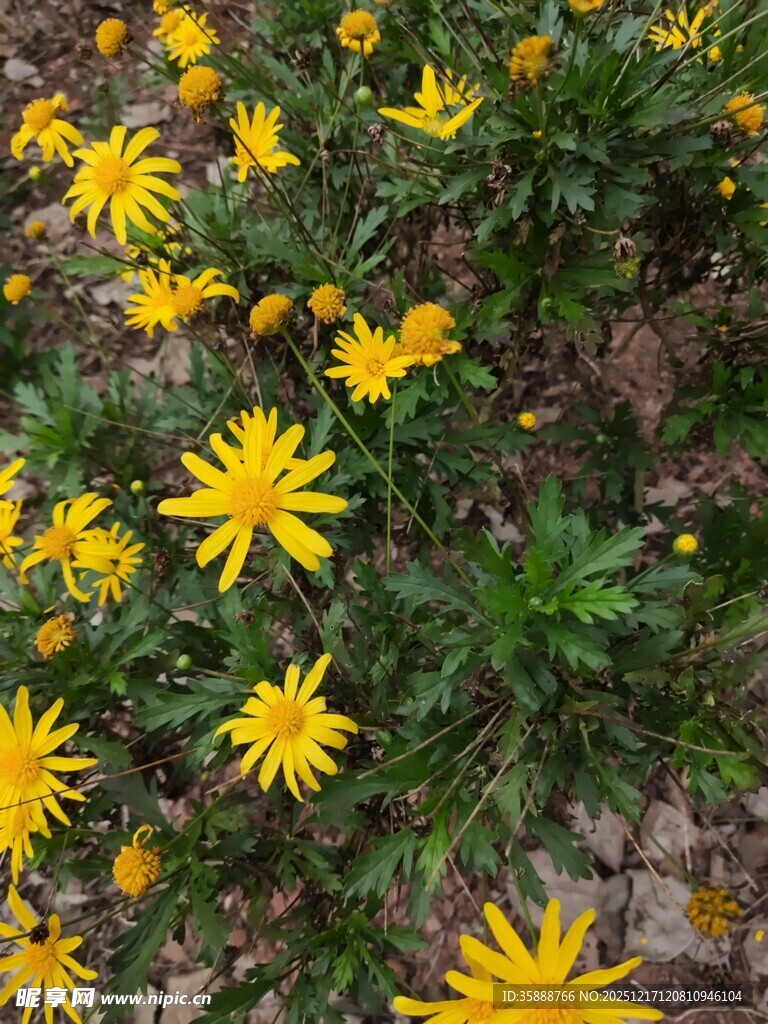 黄色小花绽放于草丛中