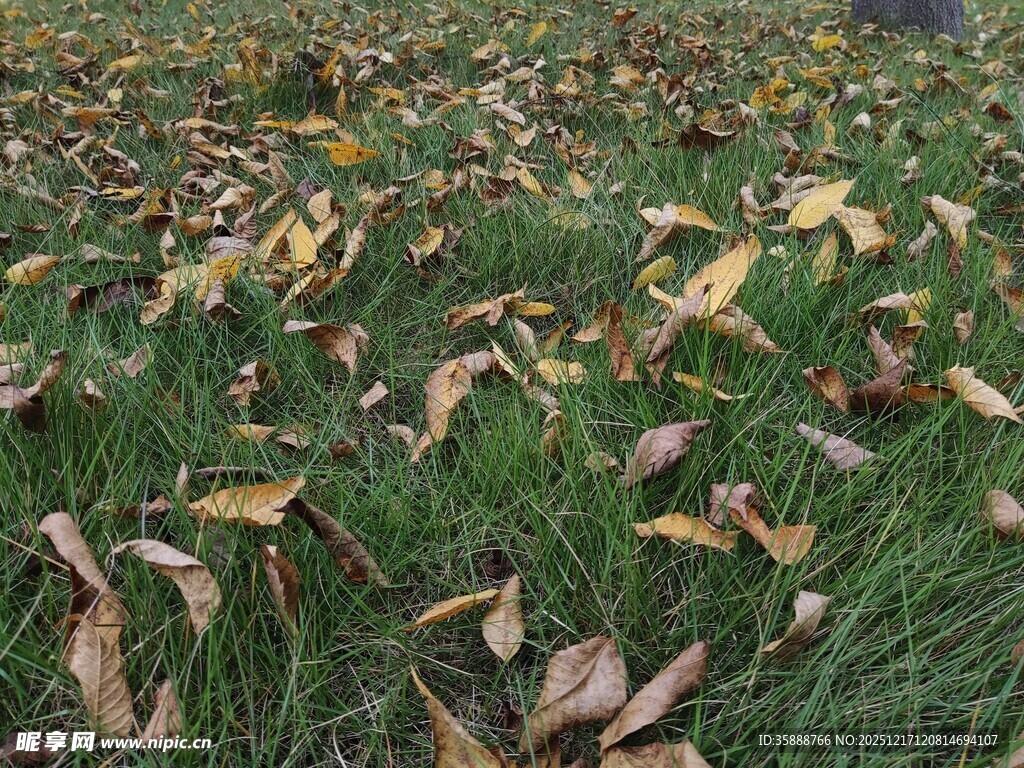 草地上的枯黄落叶