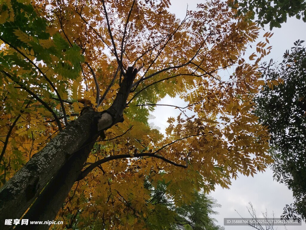 秋日斑斓树冠美景