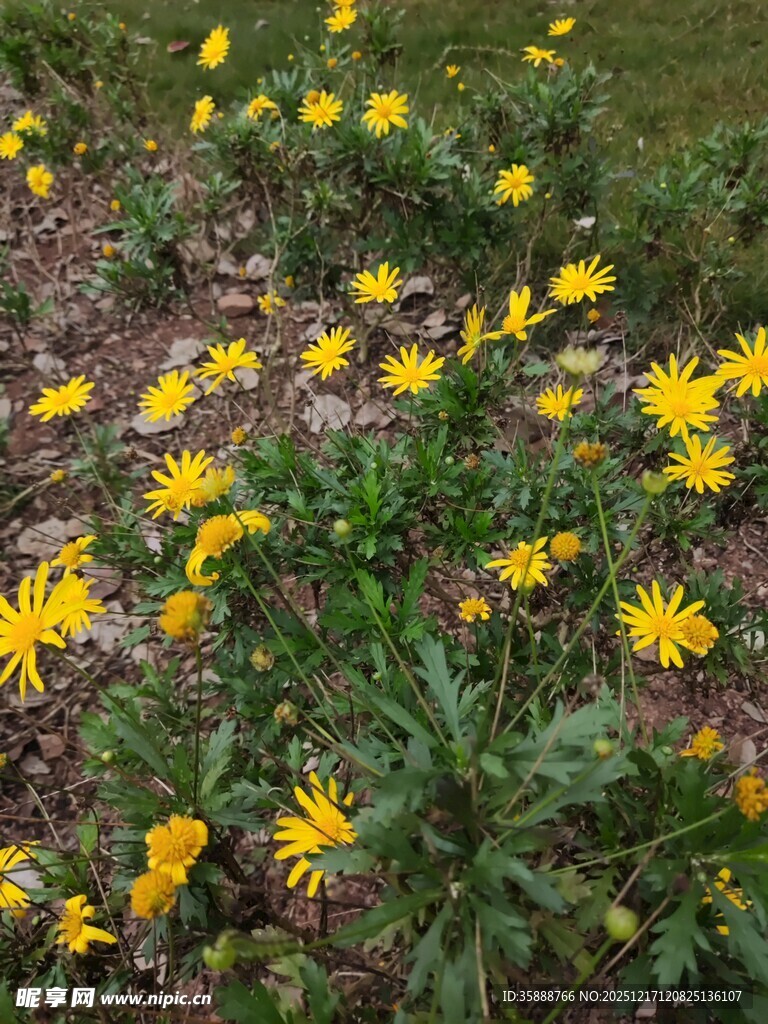 地上绽放的黄色小花