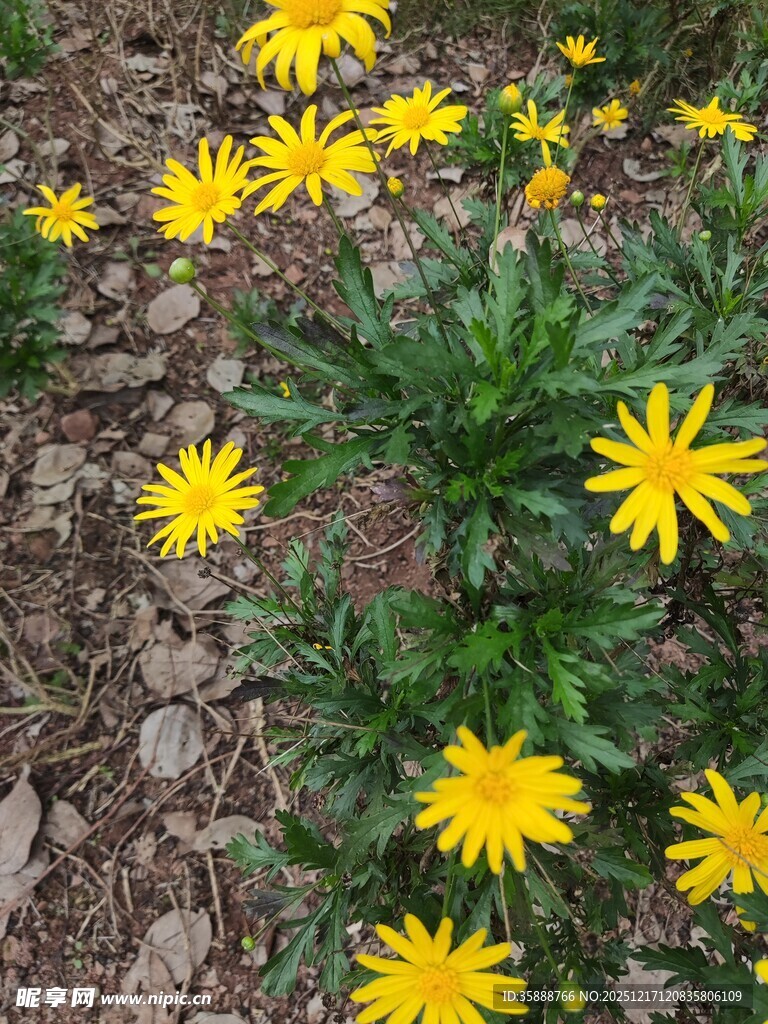 黄色小花绽放于泥土间