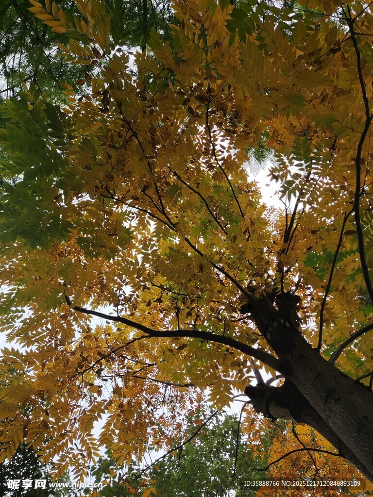 秋日斑斓树冠美景