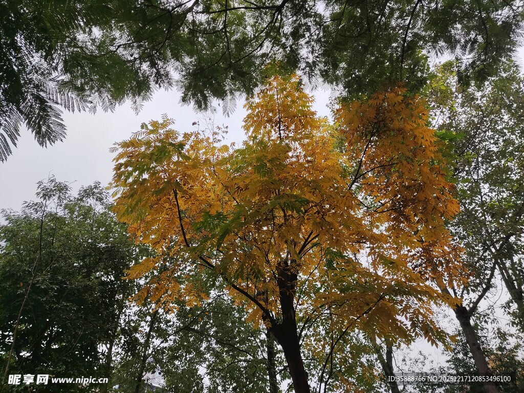 秋日林间斑斓树木景色