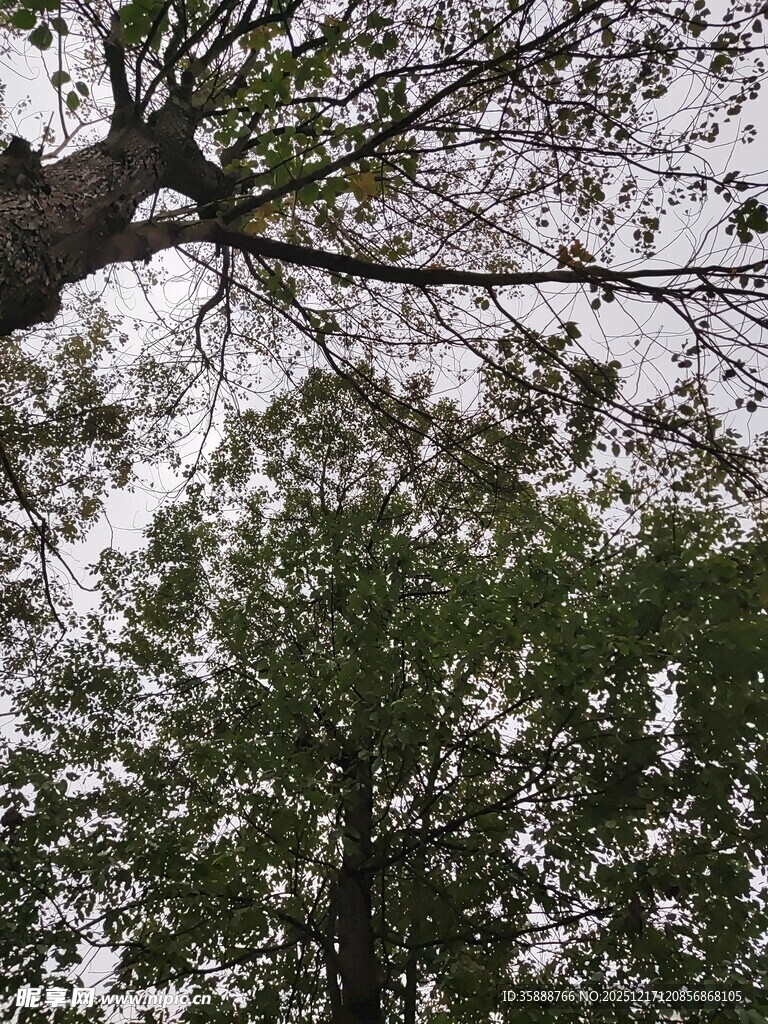 仰视繁茂树木枝叶景观