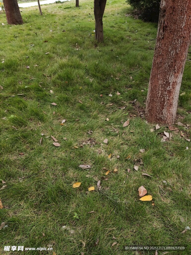 草地旁树干下的落叶