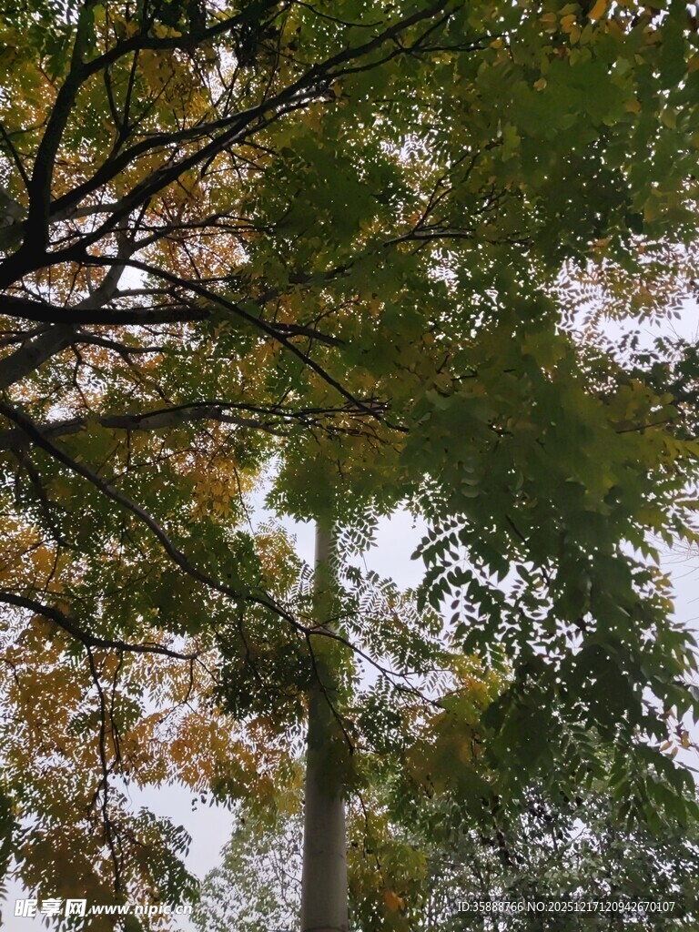 仰视秋日繁茂树木景象