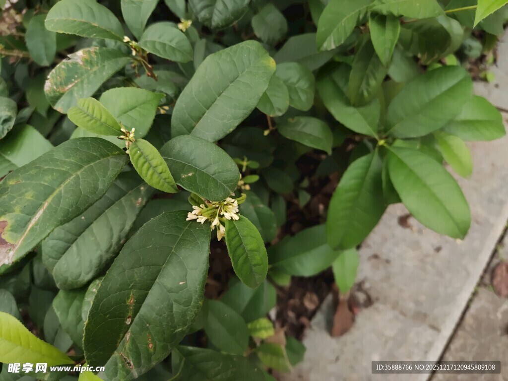 绿叶丛中的小花