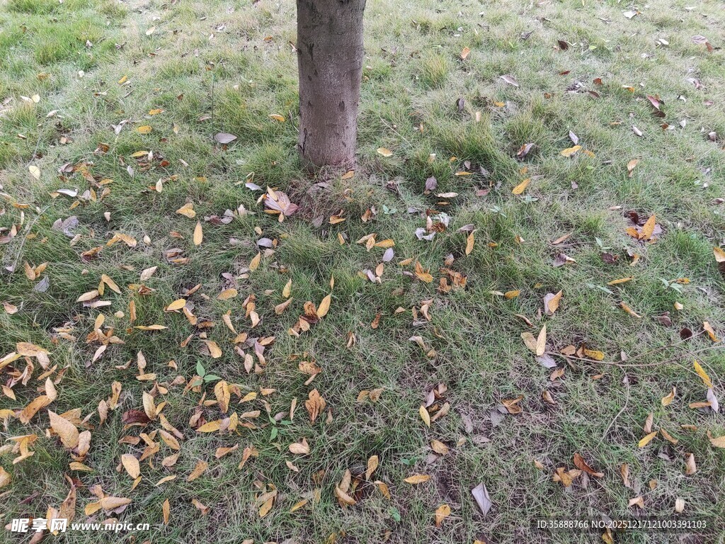 树下草地与散落枯叶
