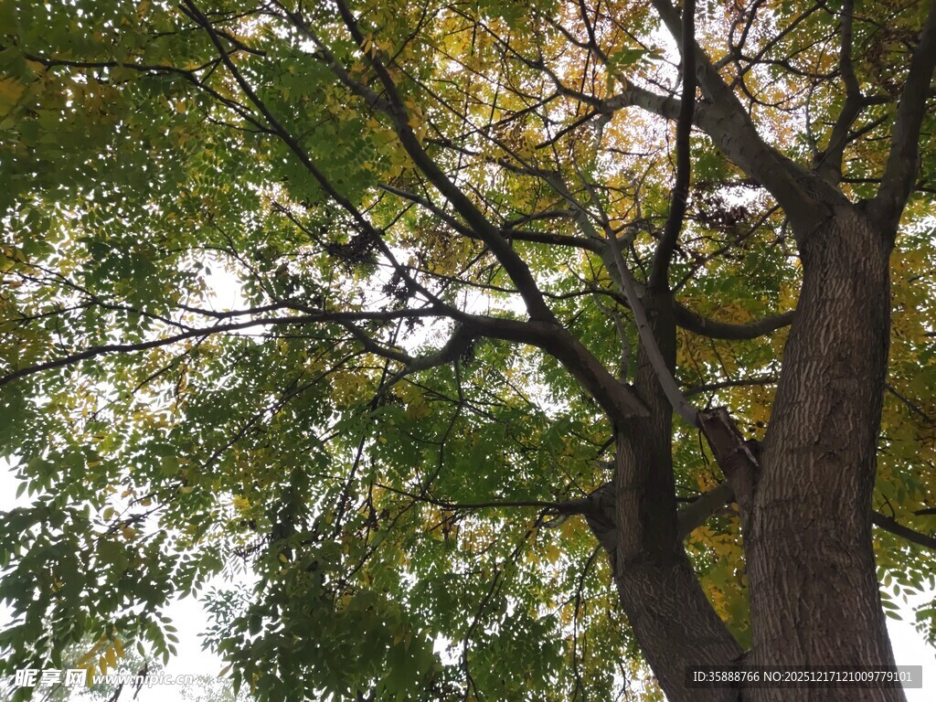 秋日繁茂大树仰视景观