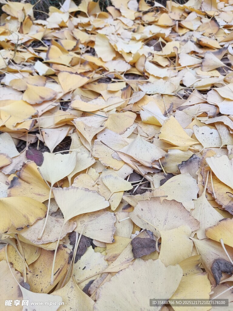 金黄银杏叶铺满地面