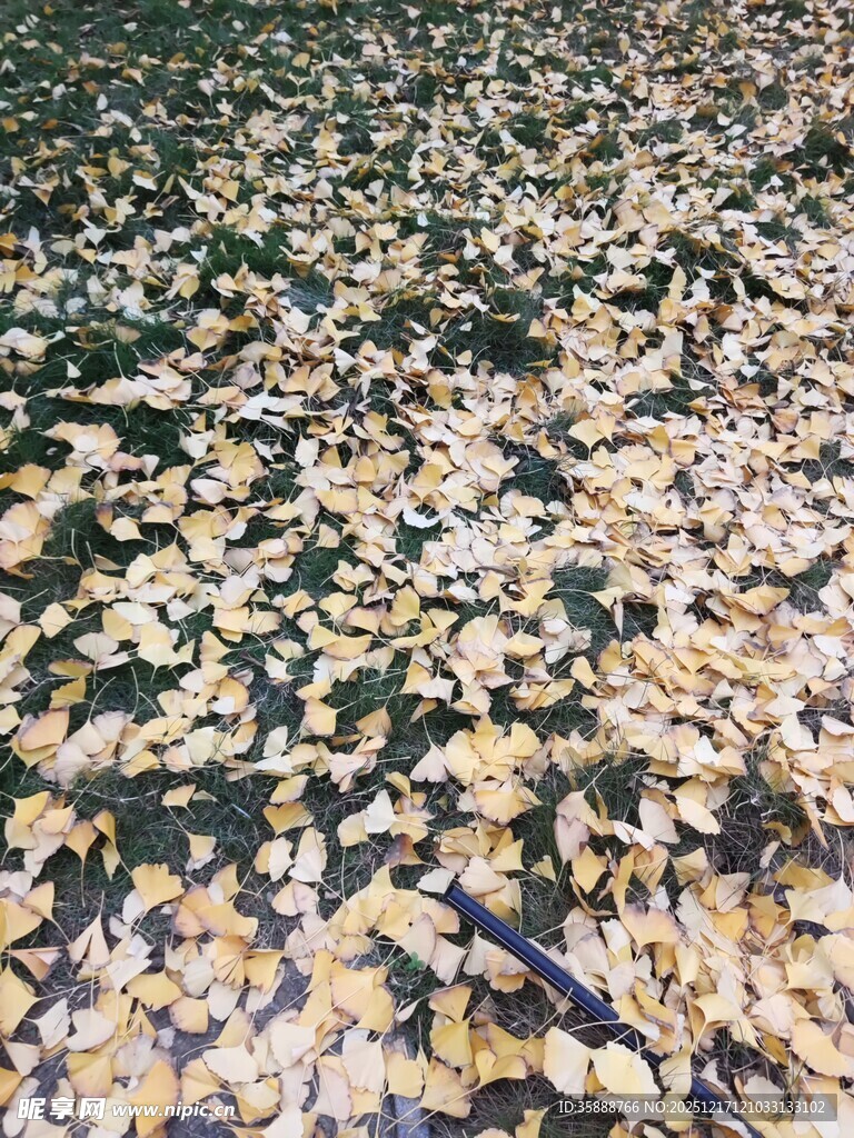 满地银杏叶秋日浪漫景