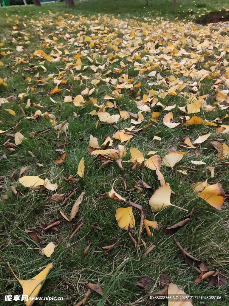 秋日草地银杏落叶美景