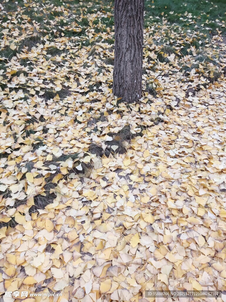 树下金黄银杏叶铺满地