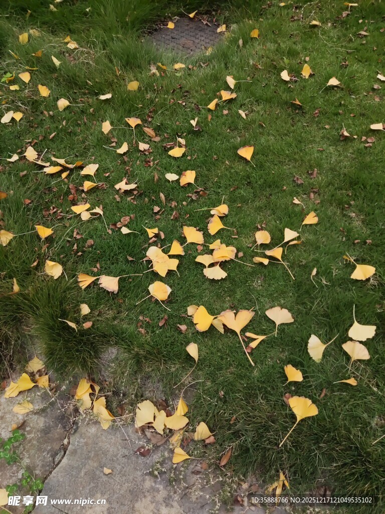 秋日草地散落金黄叶片