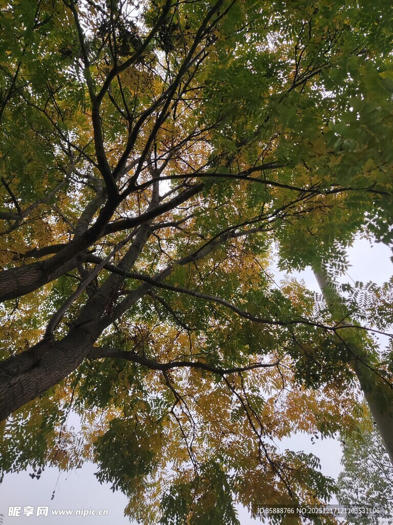 仰视秋日繁茂树枝树叶