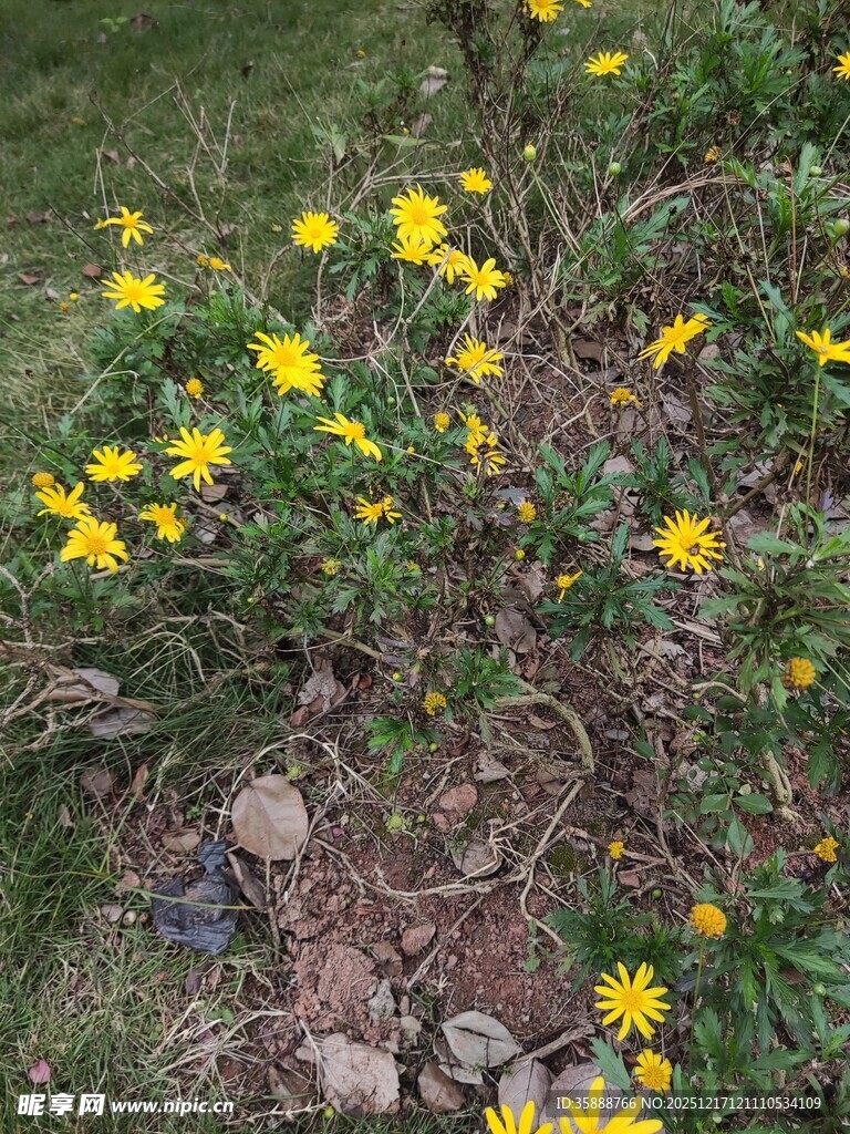 草地中的黄色小花绽放