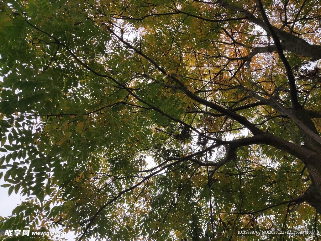 秋日繁茂树枝与斑驳树叶