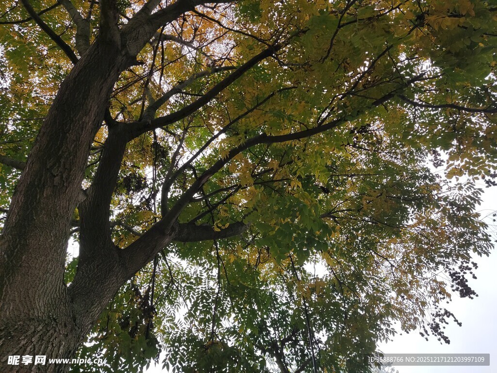 仰视秋日繁茂树木景象