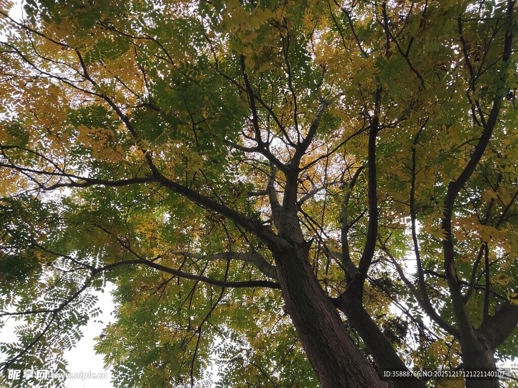 秋日繁茂大树仰视景象