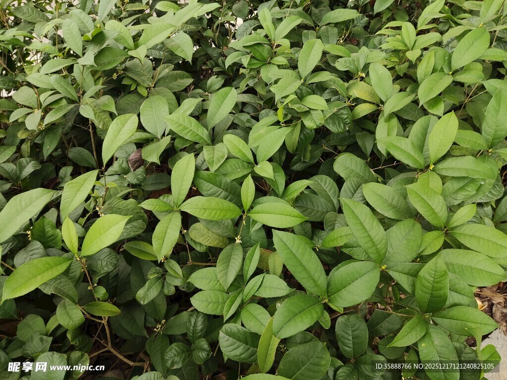 翠绿繁茂的植物群落