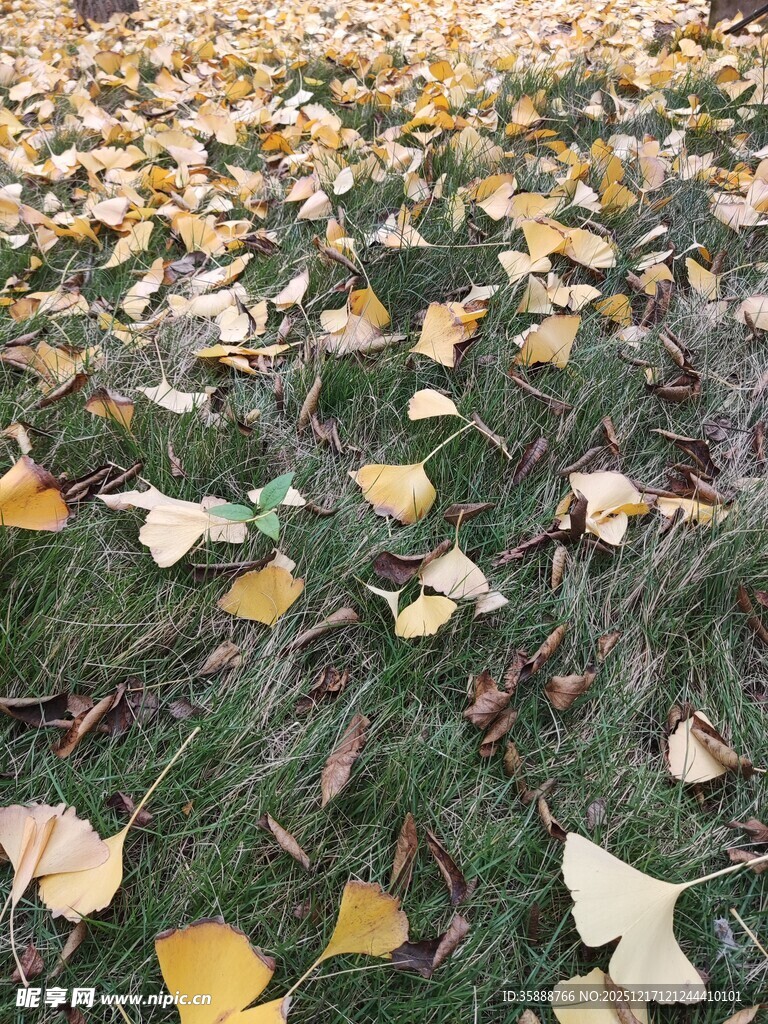 秋日银杏落叶铺满草地