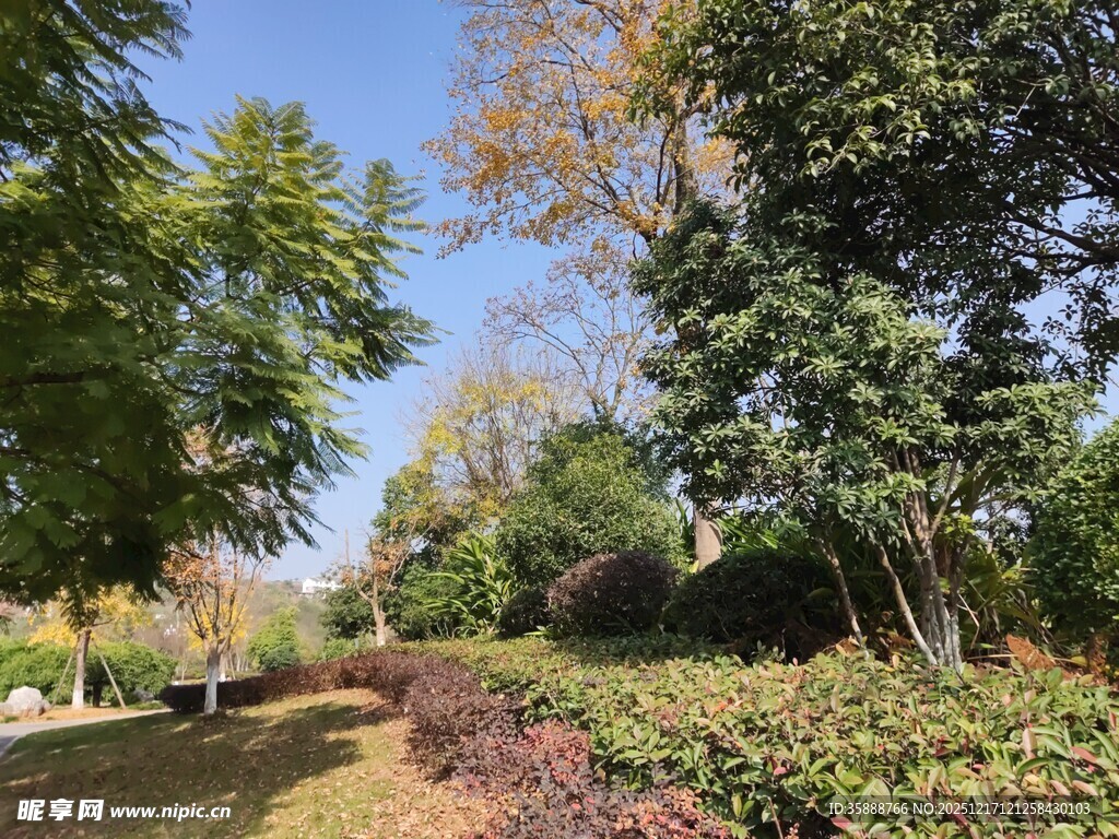 秋日公园林荫美景