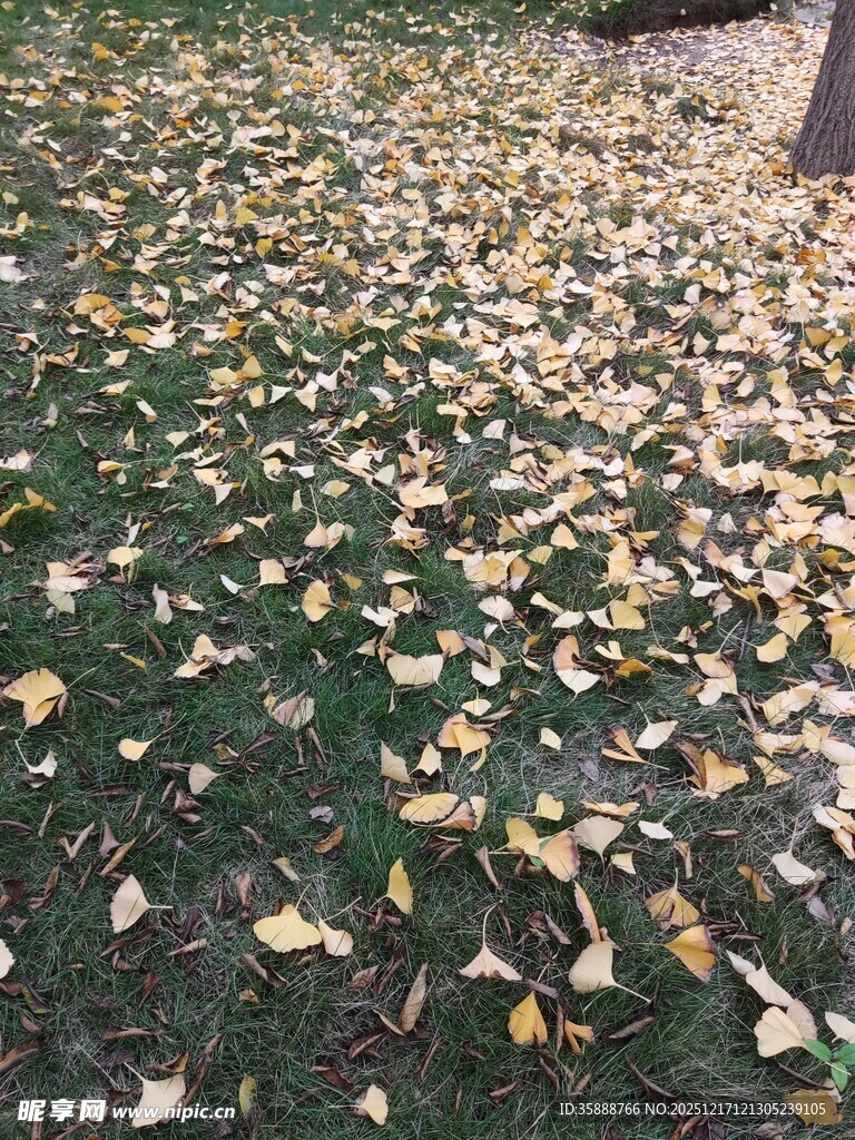 秋日落叶铺满草地