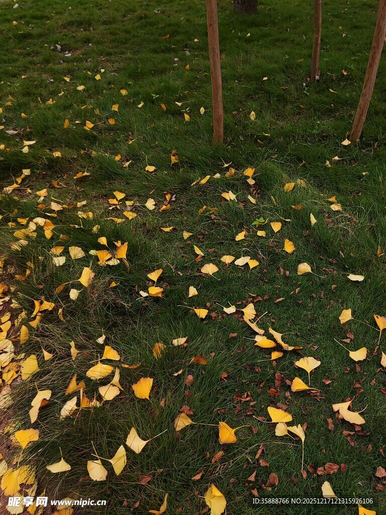 秋日草地落叶美景
