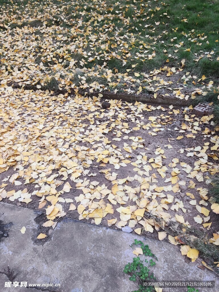 地面散落的金黄落叶
