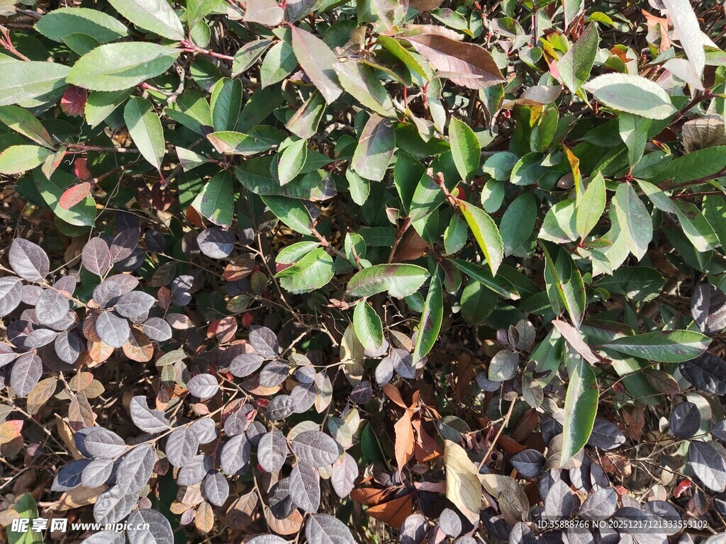 绿叶与紫叶相间的植物景观