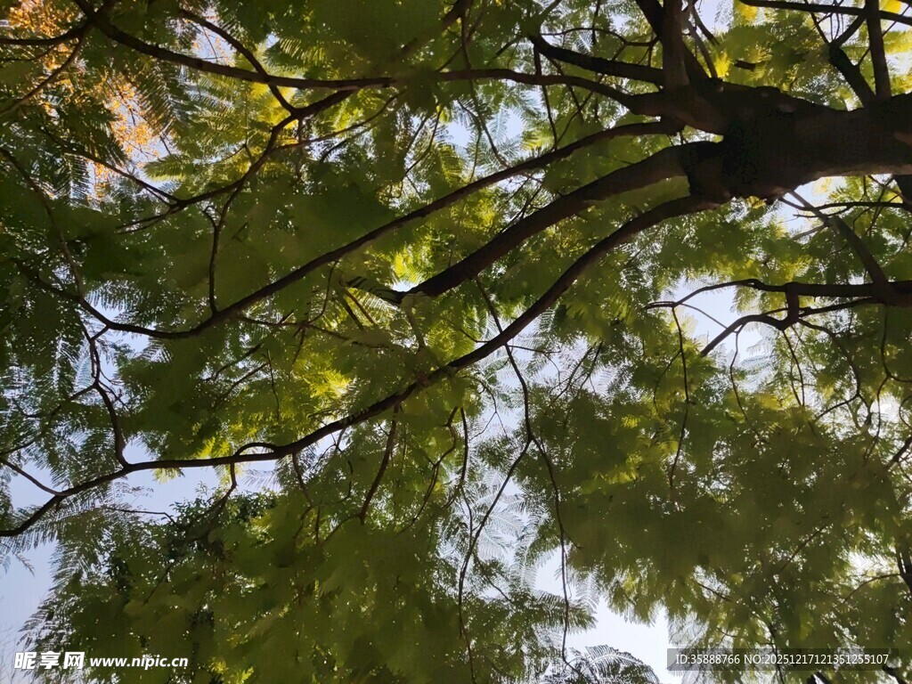 仰视葱郁树枝与斑驳天空