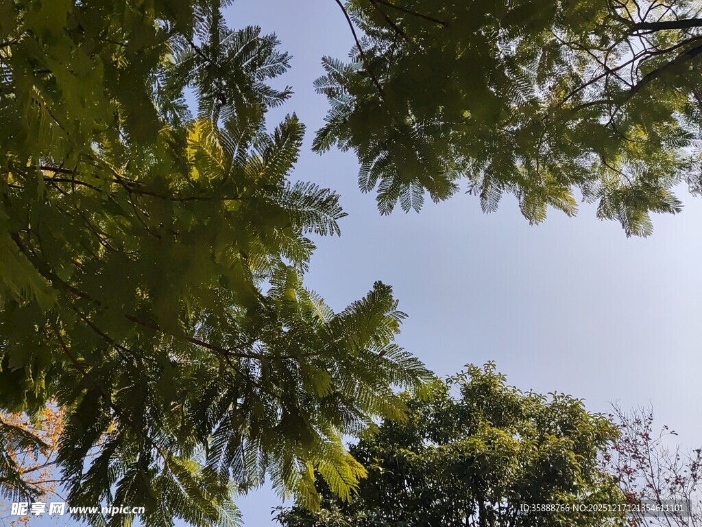 仰视葱郁树冠蓝天美景