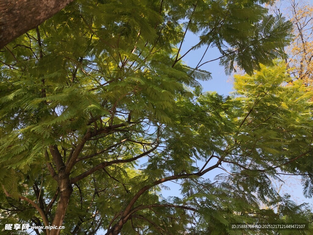 繁茂绿树与蓝天相映