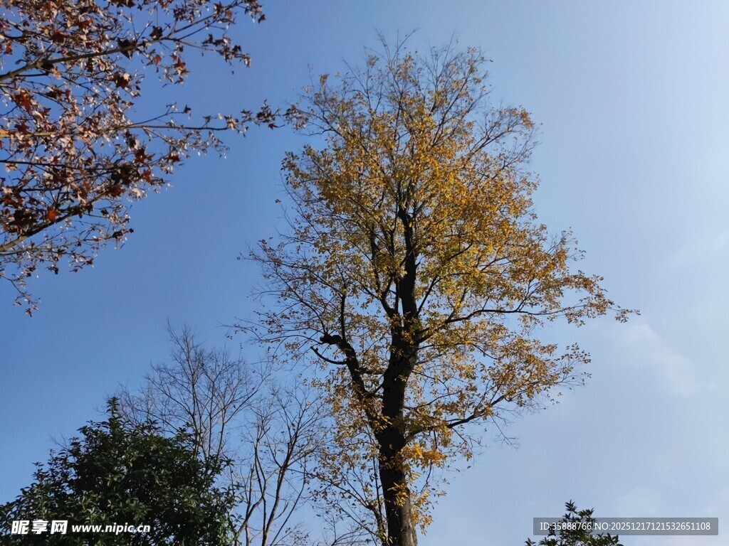 秋日挺拔银杏树
