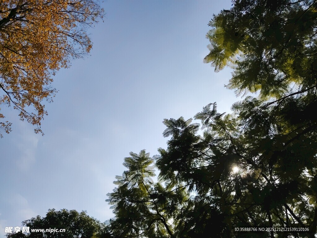 仰望蓝天与葱郁树木