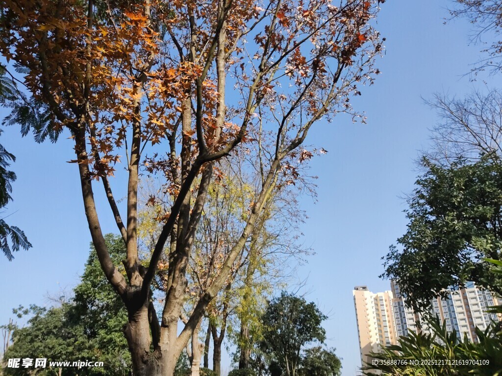 秋日树木与蓝天景象